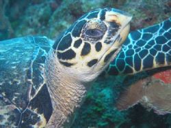 Ole' Blue eyes- Sea turtle near Water Cay- Utila, Hondura... by Matt Hogan 